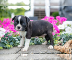 Small Photo #13 Boston Terrier Puppy For Sale in MOORELAND, IN, USA