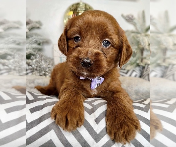 Medium Photo #1 Australian Labradoodle-Goldendoodle Mix Puppy For Sale in BAKERSFIELD, CA, USA