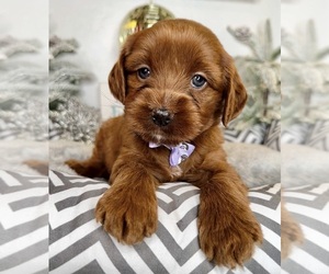 Australian Labradoodle-Goldendoodle Mix Puppy for sale in BAKERSFIELD, CA, USA