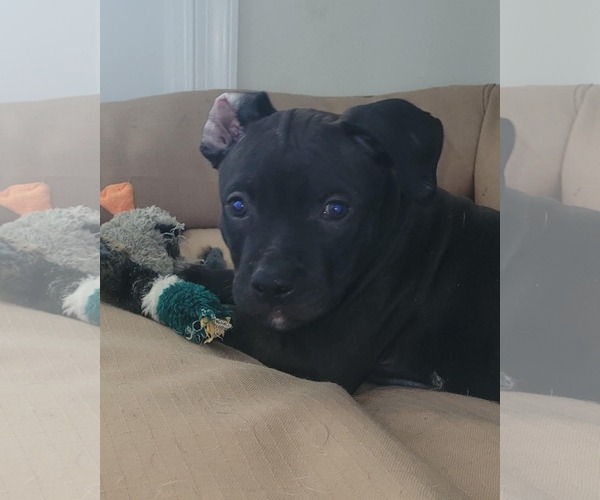 Medium Photo #3 American Pit Bull Terrier-Labrador Retriever Mix Puppy For Sale in Lexington Park, MD, USA