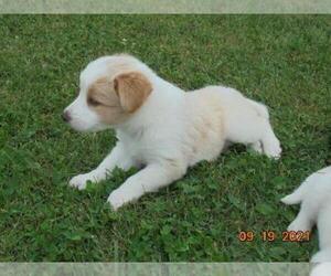 English Shepherd-Unknown Mix Puppy for sale in SHILOH, OH, USA