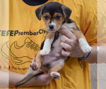 Small #2 Beagle-Chihuahua Mix