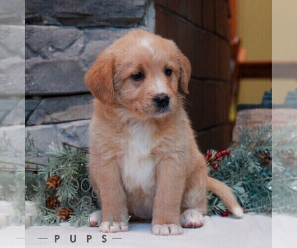 Medium Photo #4 Bernedoodle (Miniature)-Labrador Retriever Mix Puppy For Sale in LEBANON, PA, USA