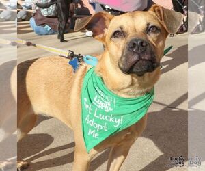 Boxador Dogs for adoption in Washington, DC, USA
