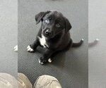 Small #3 Mutt