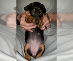Small Photo #5 Doberman Pinscher Puppy For Sale in SPRINGFIELD, IL, USA