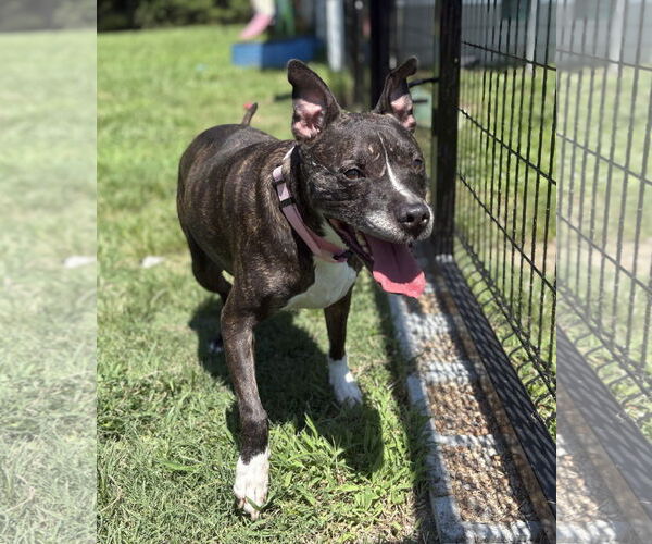 Medium Photo #4 American Pit Bull Terrier-Unknown Mix Puppy For Sale in Virginia Beach, VA, USA