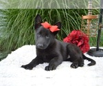 Small Photo #1 German Shepherd Dog Puppy For Sale in HONEY BROOK, PA, USA