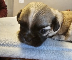 Shih Tzu Puppy for sale in BROCKPORT, NY, USA