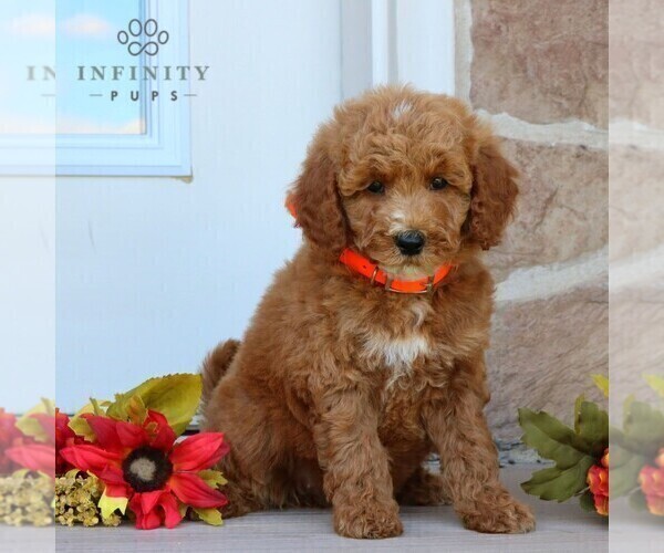 Medium Photo #4 Goldendoodle (Miniature) Puppy For Sale in GORDONVILLE, PA, USA