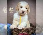 Puppy Gold Boy Sheepadoodle