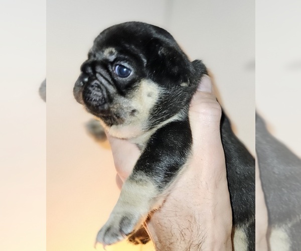 Medium Photo #4 French Bulldog Puppy For Sale in FENTON, MO, USA