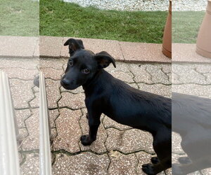 Cami - Female Labrador Retriever-Unknown Mix Dog for Adoption - Photo #5