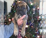 Puppy 9 Bullmastiff