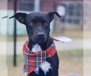 American Staffordshire Terrier-Unknown Mix Dogs for adoption in San Antonio, TX, USA