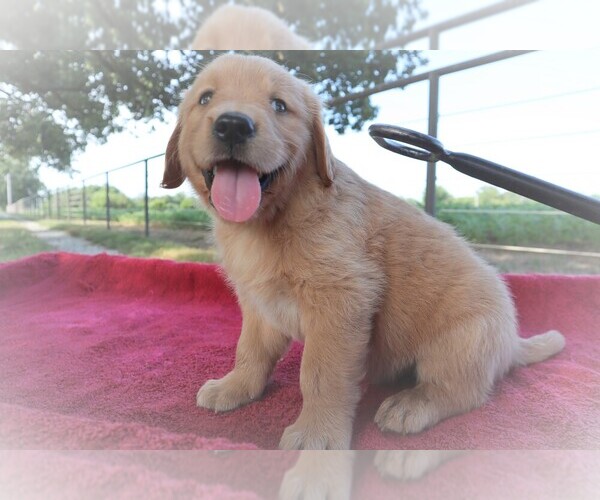 Medium Photo #2 Golden Retriever Puppy For Sale in LA RUSSELL, MO, USA