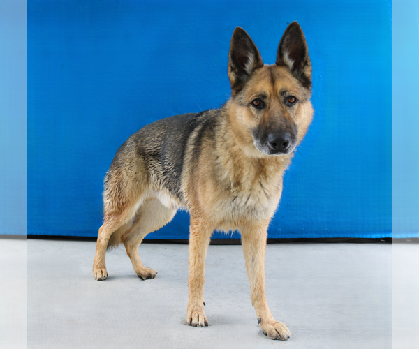 Medium Photo #2 German Shepherd Dog Puppy For Sale in Pasadena, CA, USA