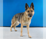 Small #1 German Shepherd Dog