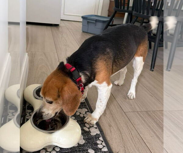 Medium Photo #5 Beagle Puppy For Sale in Dunnellon, FL, USA