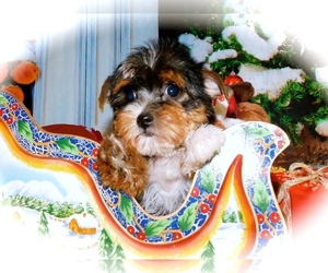 Yorkshire Terrier Puppy for sale in HAMMOND, IN, USA