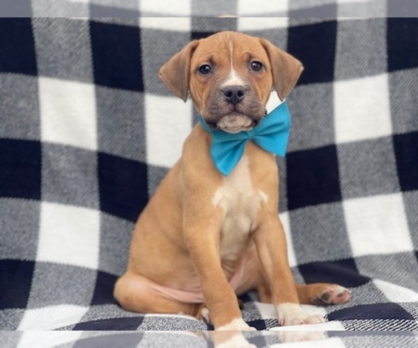 Medium Photo #1 American Staffordshire Terrier Puppy For Sale in LAKELAND, FL, USA
