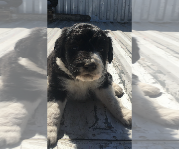 Medium Photo #2 Aussiedoodle Puppy For Sale in FALKVILLE, AL, USA