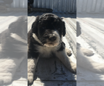 Small Photo #2 Aussiedoodle Puppy For Sale in FALKVILLE, AL, USA