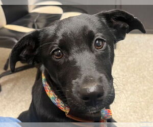 Labrador Retriever Dogs for adoption in Tarboro, NC, USA