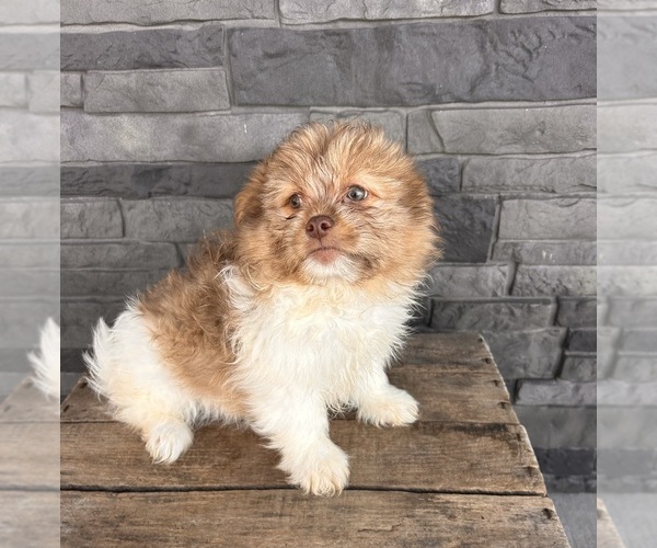 Medium Photo #3 Shiranian Puppy For Sale in MIDDLEBURY, IN, USA