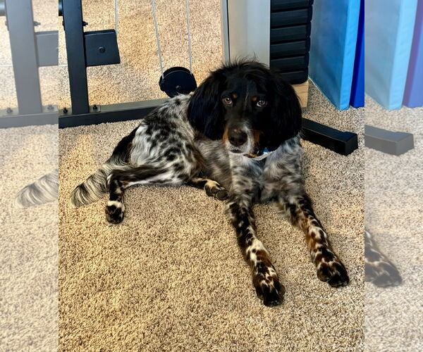 Medium Photo #2 - Mix Puppy For Sale in Curwensville, PA, USA