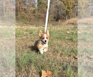 Cowboy Corgi Puppy for sale in CUNNINGHAM, KY, USA