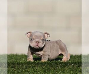 English Bulldog Puppy for sale in AGOURA HILLS, CA, USA