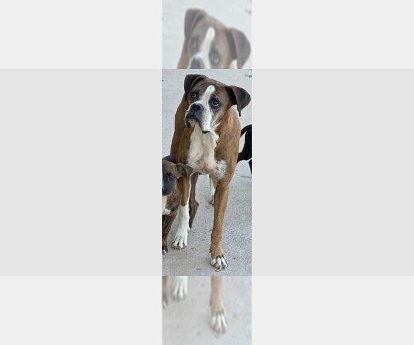 Medium Photo #3 Boxer Puppy For Sale in Austin, TX, USA