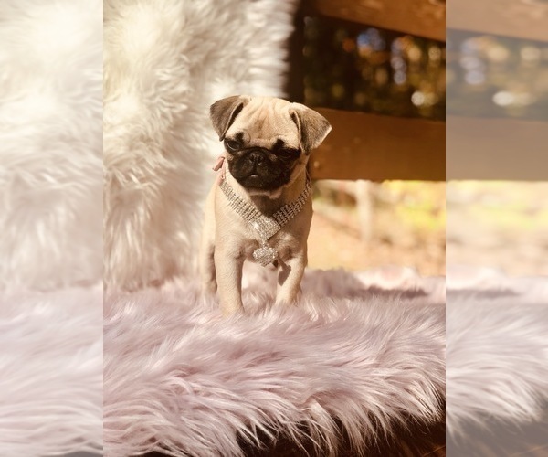 Medium Photo #5 Pug Puppy For Sale in CANTON, CT, USA