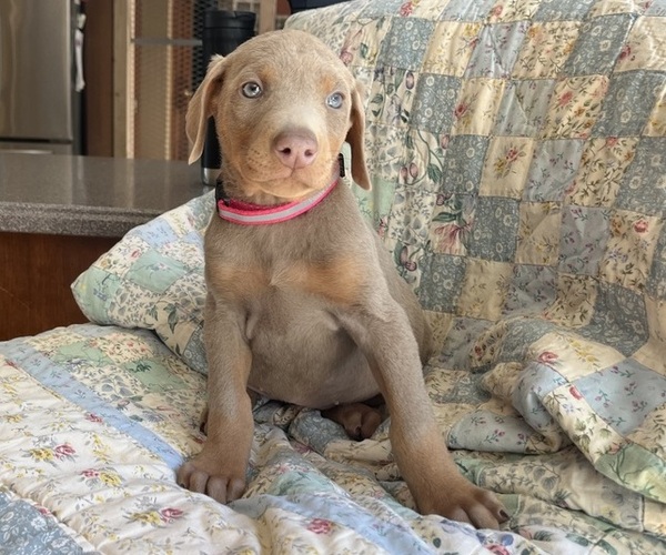 Medium Photo #1 Doberman Pinscher Puppy For Sale in BRISTOL, CT, USA