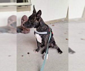 Ember - Female Mutt Dog for Adoption - Photo #4