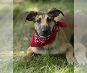 Doberman Pinscher-Pointer Mix Dogs for adoption in Dana Point, CA, USA