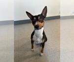 Small Rat Terrier