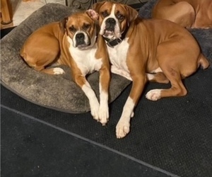 Mother of the Boxer puppies born on 12/02/2021