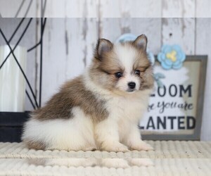Pomeranian Puppy for sale in FREDERICKSBG, OH, USA
