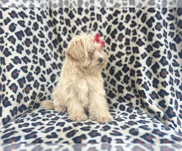 Medium Photo #4 Maltipoo Puppy For Sale in LAKELAND, FL, USA