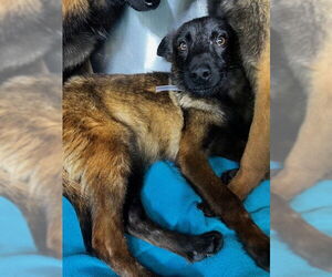 Mutt Dogs for adoption in Downey, CA, USA