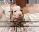 Small Photo #2 American Pit Bull Terrier Puppy For Sale in HUNTINGTON, IN, USA