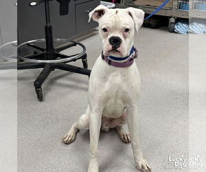 Medium Boxer Mix