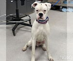 Small Boxer Mix
