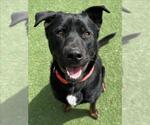 Small #3 Rottweiler Mix