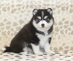 Image preview for Ad Listing. Nickname: Callie