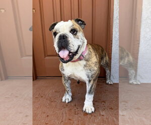 Melon - Female Bulldog Dog for Adoption - Photo #4