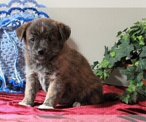 Border Collie-Pomeranian Mix Puppy for sale in FREDERICKSBURG, OH, USA