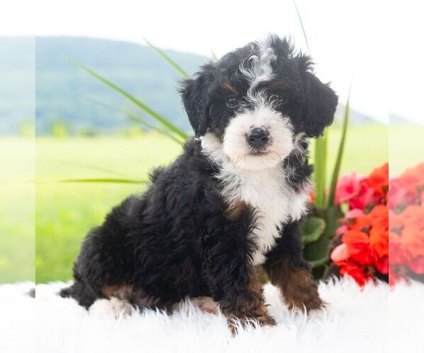 Medium Photo #5 Bernedoodle (Miniature) Puppy For Sale in NEWPORT, PA, USA